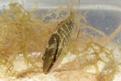 Lutjanus griseus