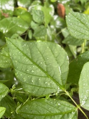 Amphicarpaea bracteata