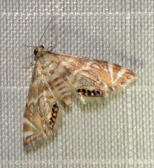 Petrophila canadensis