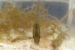 Lutjanus griseus