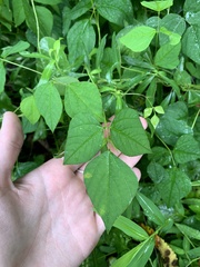 Amphicarpaea bracteata