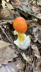 Amanita jacksonii