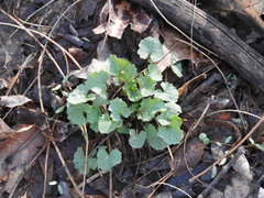 Alliaria petiolata