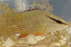 Lutjanus griseus