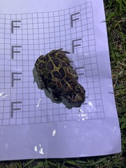 Sclerophrys pantherina
