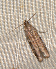 Phycitinae