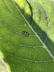 Propylea quatuordecimpunctata