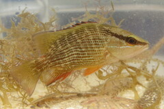 Lutjanus griseus
