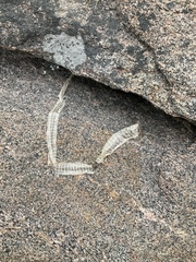 Nerodia sipedon
