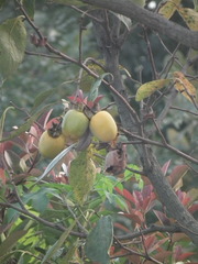 Pseudocercospora kaki