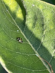 Propylea quatuordecimpunctata