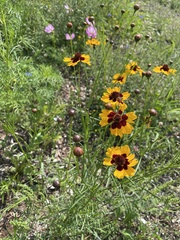Coreopsis tinctoria