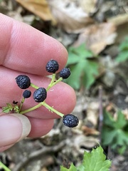 Actaea spicata