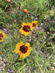 Coreopsis tinctoria