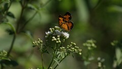 Phyciodes
