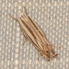 Polyhymno luteostrigella