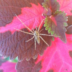 Allagelena gracilens