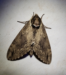 Ceratomia catalpae
