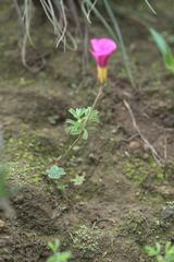Oxalis glabra