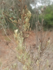 Cistus halimifolius