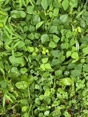 Amphicarpaea bracteata bracteata