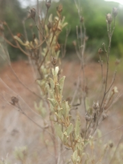 Cistus halimifolius