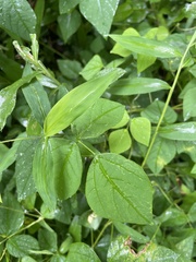 Amphicarpaea bracteata