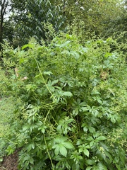 Humulus scandens
