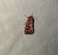 Callopistria granitosa