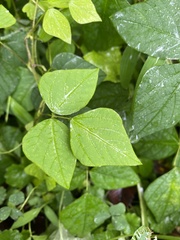 Amphicarpaea bracteata bracteata