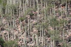 Cactoideae
