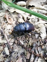 Lucanus cervus