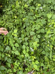 Amphicarpaea bracteata