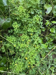Oxalis stricta