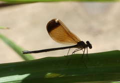 Calopteryx haemorrhoidalis