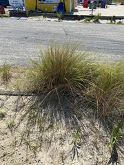 Sporobolus pumilus