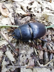 Lucanus cervus