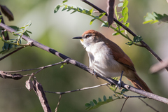 Certhiaxis cinnamomeus