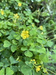 Oxalis stricta