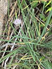 Allium schoenoprasum