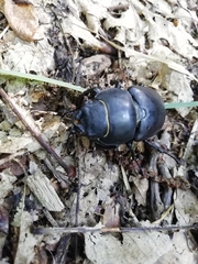 Lucanus cervus