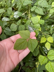 Amphicarpaea bracteata