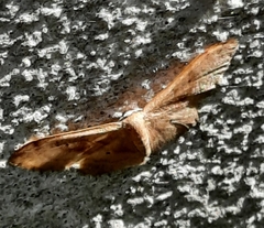 Idaea degeneraria