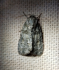 Acronicta increta
