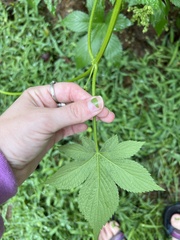 Humulus scandens