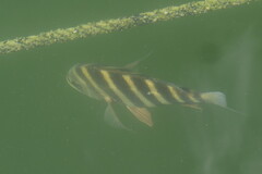 Archosargus probatocephalus