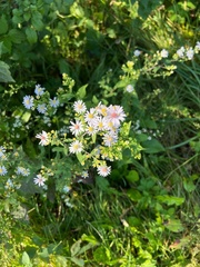 Symphyotrichum drummondii