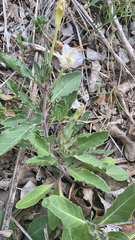 Ruellia nudiflora