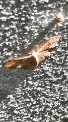 Idaea degeneraria