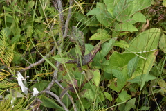 Lonicera involucrata